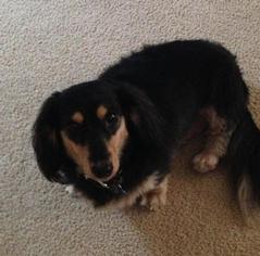 Medium Photo #1 Dachshund Puppy For Sale in Pearland, TX, USA