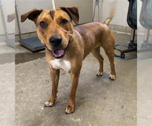 Mutt Dogs for adoption in Camarillo, CA, USA