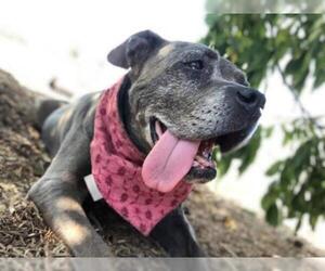 Bullboxer Pit Dogs for adoption in  Ramona, CA, USA