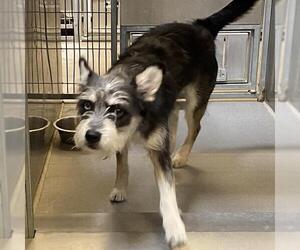 Cairn Terrier-Siberian Husky Mix Dogs for adoption in Modesto, CA, USA