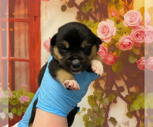 Mutt Dogs for adoption in San Bernardino, CA, USA