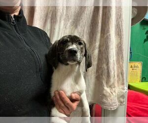 Mutt Dogs for adoption in Elmsford, NY, USA