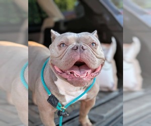 Mutt Dogs for adoption in Germantown, OH, USA