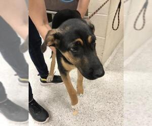 German Shepherd Dog-Unknown Mix Dogs for adoption in Conroe, TX, USA