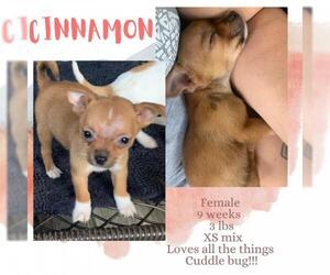 Chihuahua Dogs for adoption in Oak Bluffs, MA, USA