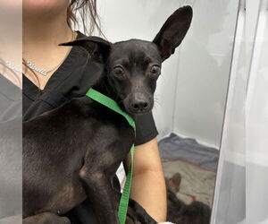 Chihuahua-Unknown Mix Dogs for adoption in Chico, CA, USA