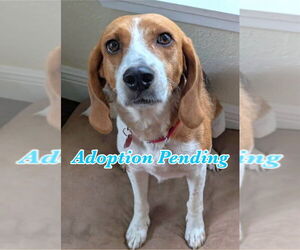 Beagle-Unknown Mix Dogs for adoption in Dunnellon, FL, USA