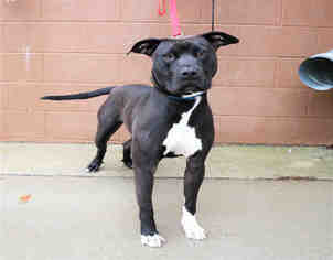 American Staffordshire Terrier-Labrador Retriever Mix Dogs for adoption in Bowling Green, OH, USA