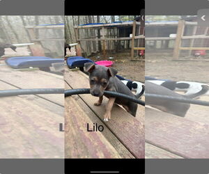 Chihuahua-Unknown Mix Dogs for adoption in Ball Ground, GA, USA