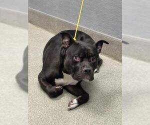 Mutt Dogs for adoption in Las Vegas, NV, USA