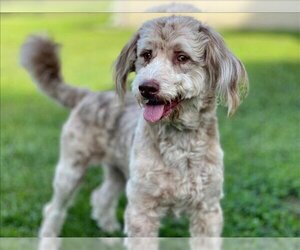 Aussiedoodle Dogs for adoption in St. Cloud, FL, USA
