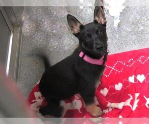 German Shepherd Dog Dogs for adoption in Orange, CA, USA