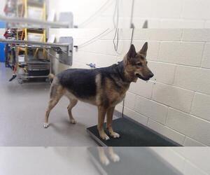 German Shepherd Dog Dogs for adoption in Denver, CO, USA
