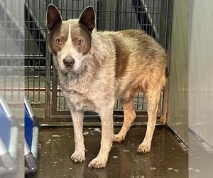 Mutt Dogs for adoption in Santa Barbara, CA, USA