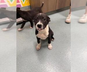 Labrador Retriever Dogs for adoption in Baytown, TX, USA