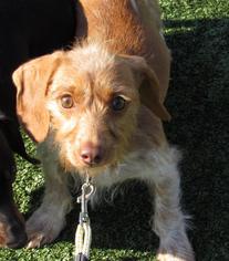 Dachshund Dogs for adoption in Alton, IL, USA