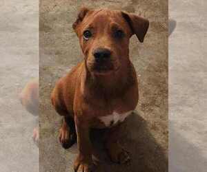 Mutt Dogs for adoption in Candler, NC, USA