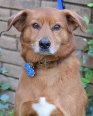 Medium Photo #1 Labrador Retriever-Unknown Mix Puppy For Sale in Germanton, TN, USA