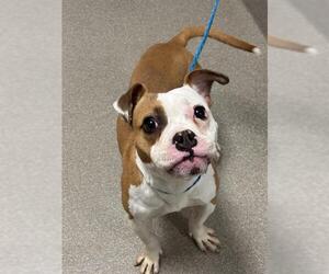 Bogle Dogs for adoption in Las Vegas, NV, USA