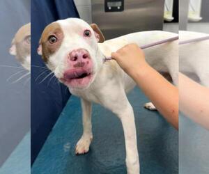 American Pit Bull Terrier-Unknown Mix Dogs for adoption in Mobile, AL, USA