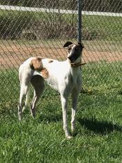 Medium Photo #1 Greyhound Puppy For Sale in Randleman, NC, USA