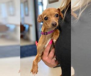 Chiweenie Dogs for adoption in Coventry, RI, USA