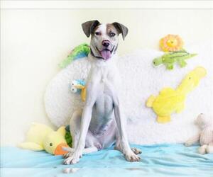 American Foxhound-American Pit Bull Terrier Mix Dogs for adoption in Tavares, FL, USA