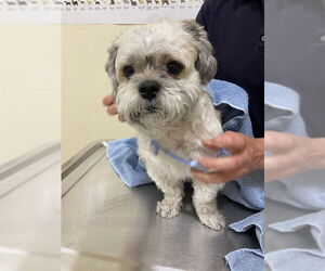 Shih Tzu Dogs for adoption in Fremont, CA, USA