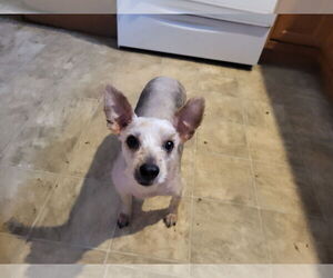 Mutt Dogs for adoption in Iroquois, IL, USA