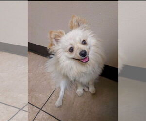 Pomeranian Dogs for adoption in Lake Elsinore, CA, USA