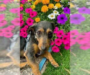 Australian Terrier-Dachshund Mix Dogs for adoption in Oakley, CA, USA