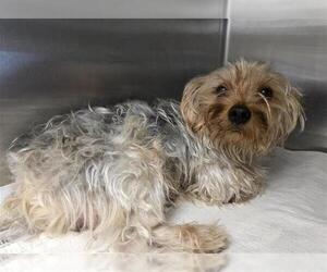 Mutt Dogs for adoption in San Antonio, TX, USA