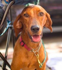Medium Photo #1 Redbone Coonhound-Unknown Mix Puppy For Sale in Washington, DC, USA