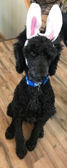 Poodle (Standard) Dogs for adoption in Maple Grove, MN, USA