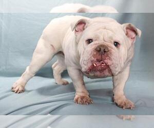 Bulldog Dogs for adoption in Burbank, CA, USA
