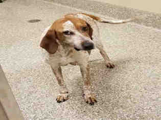 Medium Photo #1 English Coonhound Puppy For Sale in Waynesville, NC, USA