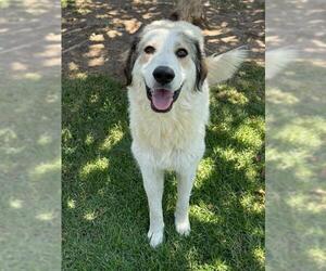 Great Pyrenees-Unknown Mix Dogs for adoption in Riverside, CA, USA