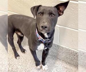 Labrador Retriever Dogs for adoption in Houston, TX, USA