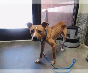 Mutt Dogs for adoption in Tulsa, OK, USA