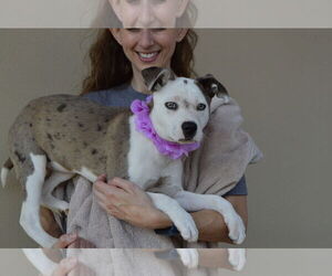 Labrador Retriever-Unknown Mix Dogs for adoption in McKinney, TX, USA