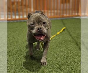 Mutt Dogs for adoption in Las Vegas, NV, USA