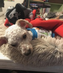 Poodle (Toy) Dogs for adoption in New York, NY, USA
