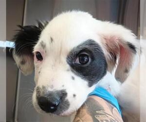 Australian Shepherd-Unknown Mix Dogs for adoption in Chula Vista, CA, USA