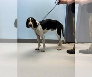 Treeing Walker Coonhound Dogs for adoption in Pryor, OK, USA