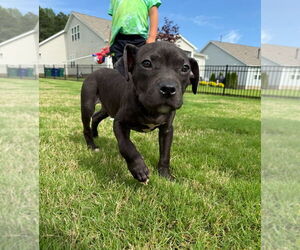 American Staffordshire Terrier-Labrador Retriever Mix Dogs for adoption in Raleigh, NC, USA