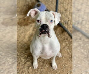 Boxer Dogs for adoption in Austin, TX, USA