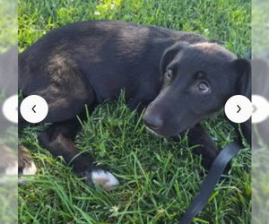 Labrador Retriever-Unknown Mix Dogs for adoption in Tracy, CA, USA