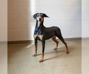 Doberman Pinscher Dogs for adoption in Omaha, NE, USA