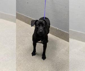 Lakeland Terrier-Unknown Mix Dogs for adoption in Las Vegas, NV, USA