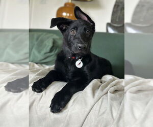 German Shepherd Dog Dogs for adoption in West Sacramento, CA, USA